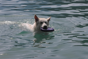 Destino - Jack beim Schwimmen